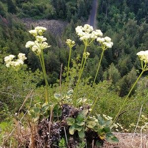 Meet your Posher, Leslie